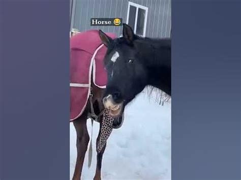 Horse blowjob